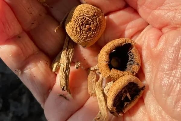 Glimpsers, Microdosing Alchemy & High Flow
