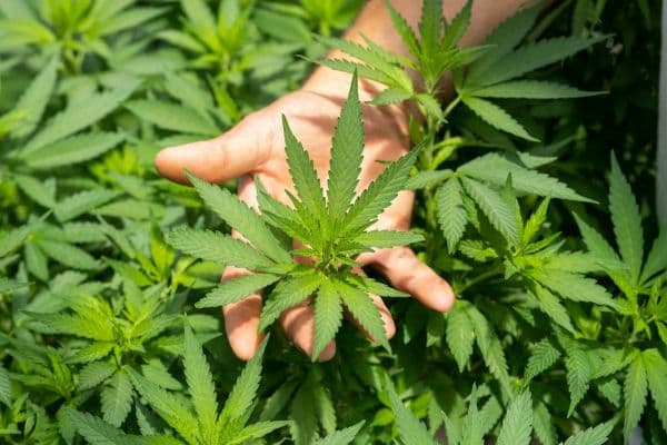 Conscious Cannabis: The Third Wave