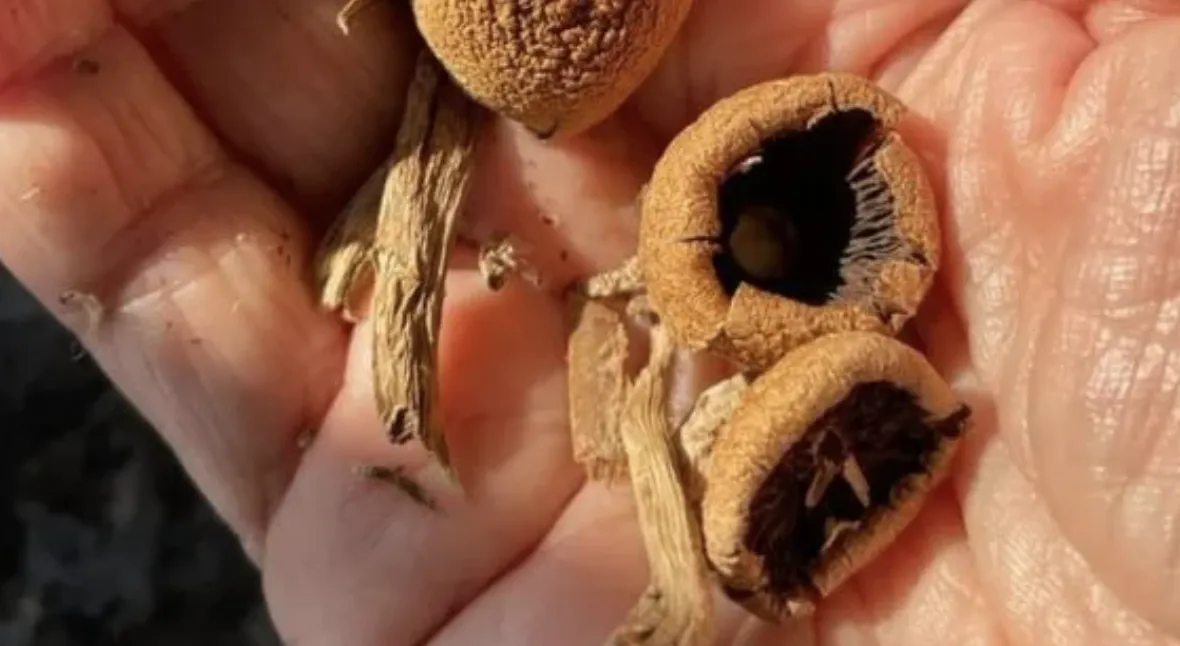 microdosing with psilocybin effects on mood and creativity a picture of plant medicine